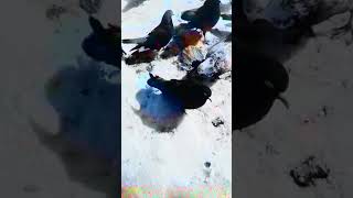 Pz Galabi Na Ivan Bossa Ot Karlovo
