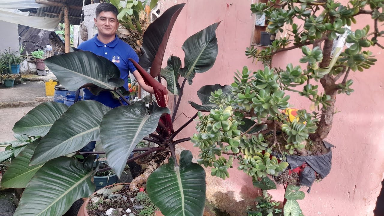 El jardin de Paula. Nos da un recorrido por su finca. jhonatan El jardin de Paula. Nos da un recorrido por su finca. jhonatan