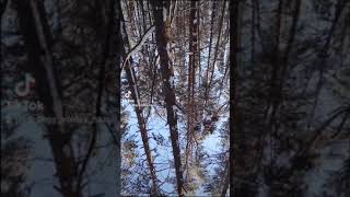 зимний лес Winter forest tiktok best top