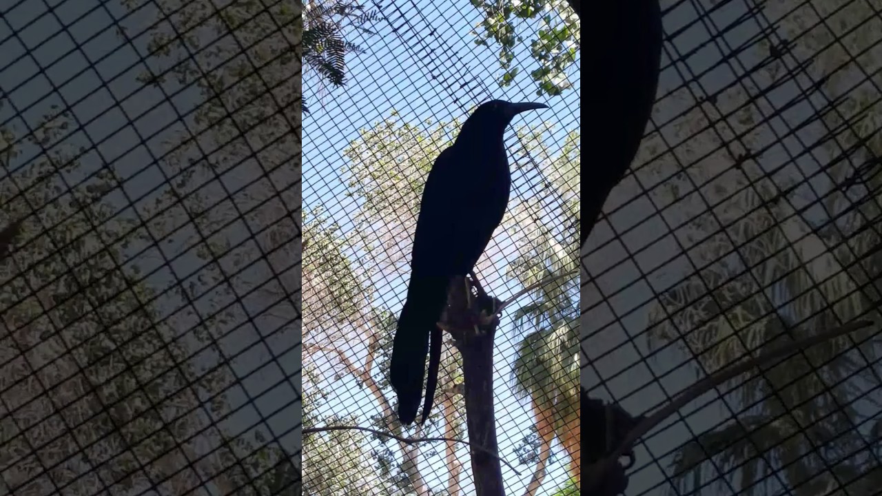 Squawking bird YouTube