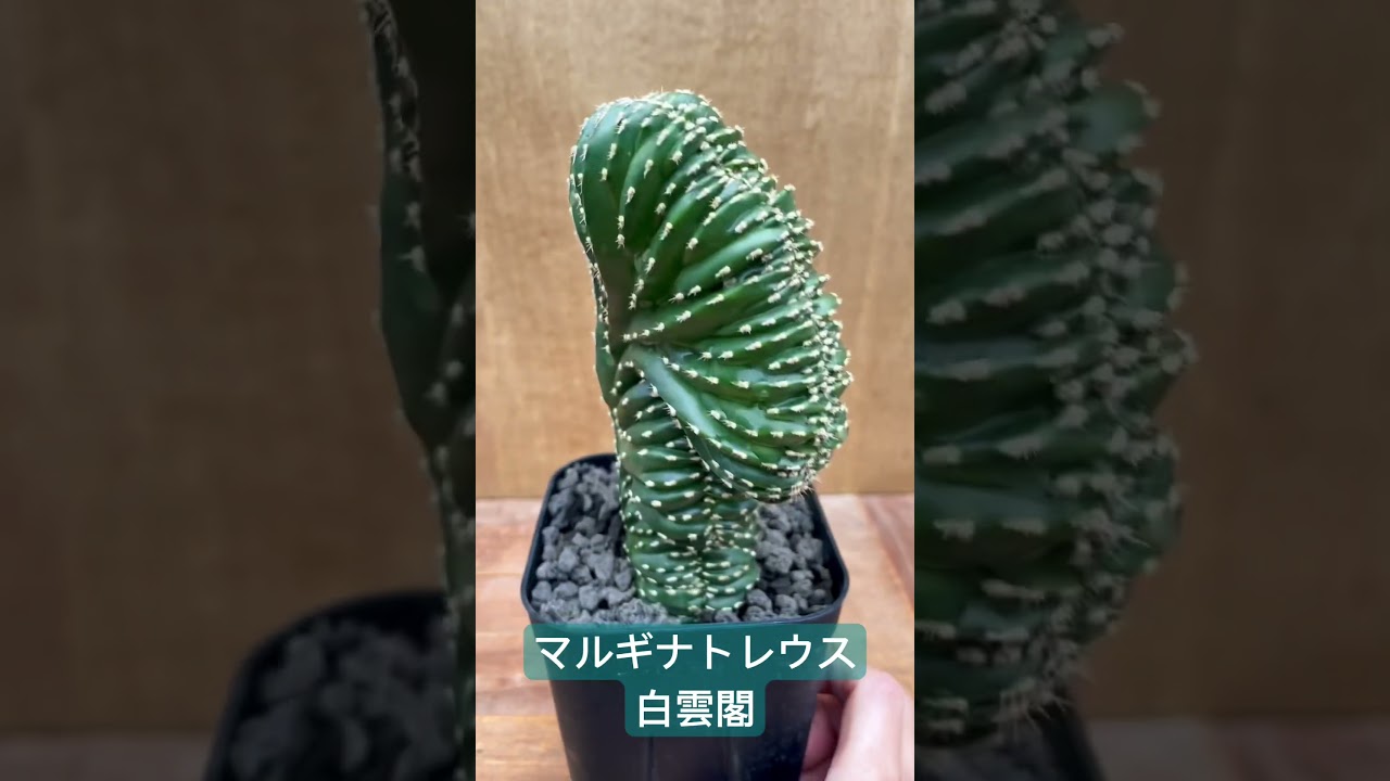 Marginatocereus marginato crested 【マルギナトセレウス・白雲閣