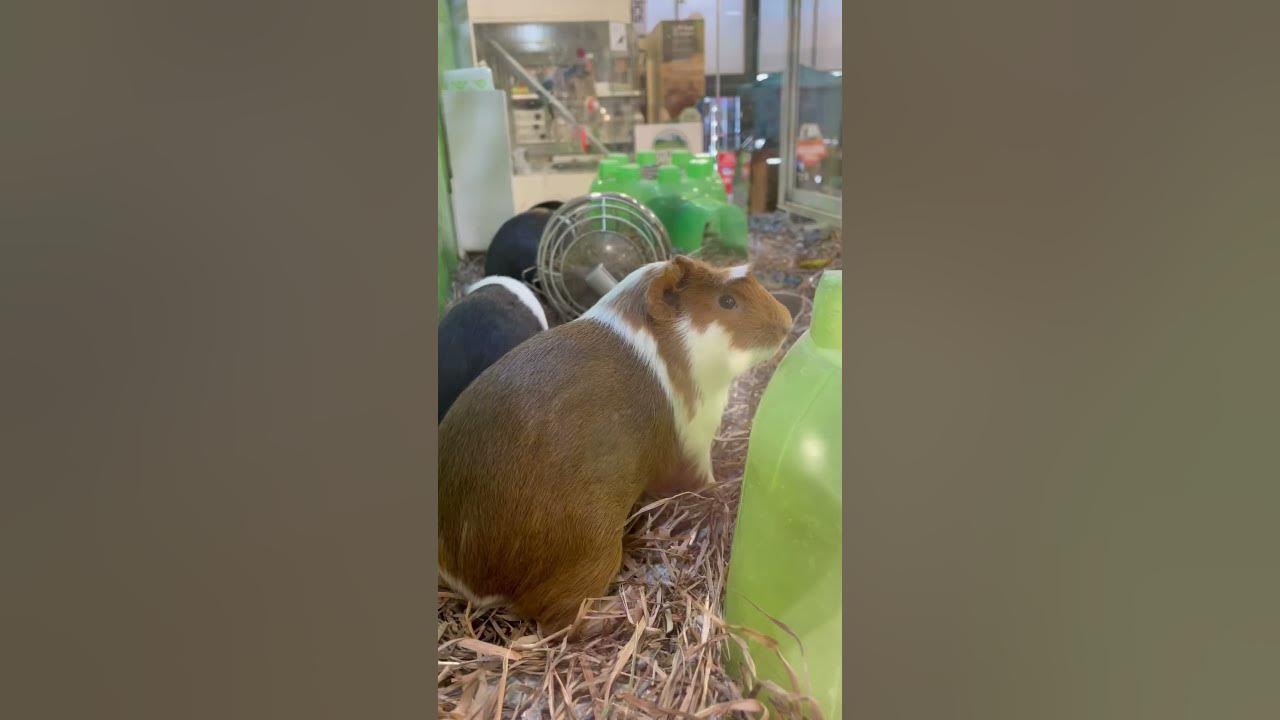 Cute Guinea Pigs!!! #guineapig #mouse #petsmart #cute - YouTube