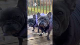 The cutest🥰 #dogshorts #frenchbulldog #frenchie #dog #dogs #funny #funnydogs
