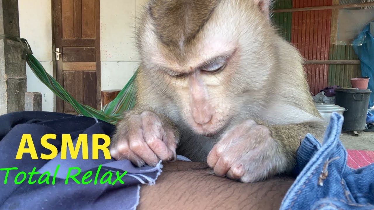 ASMR Monkey Grooming | Cute Zueii Grooming Abdominal Hair