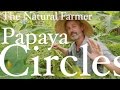 Cercles de papaye  john kaisner the natural farmer