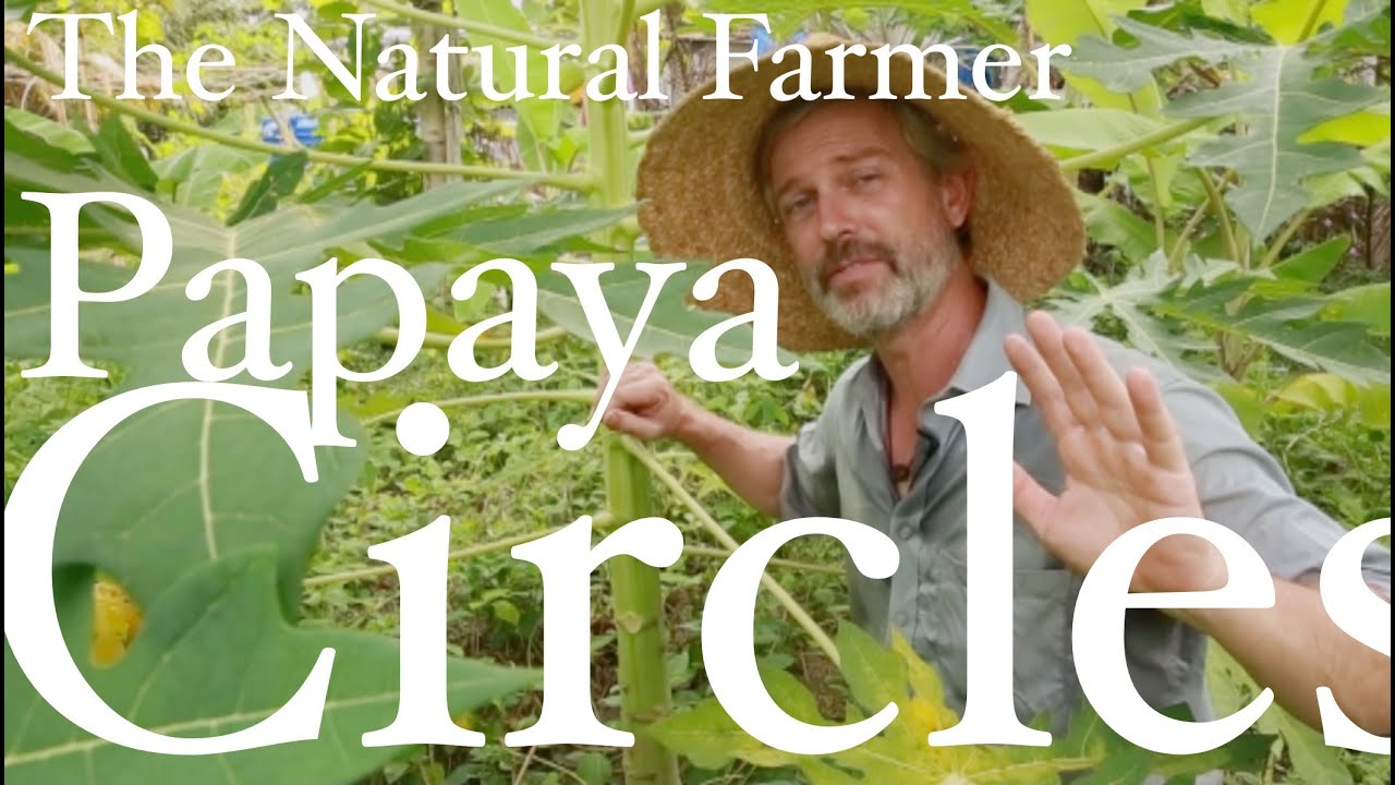 Papaya Circles - John Kaisner The Natural Farmer