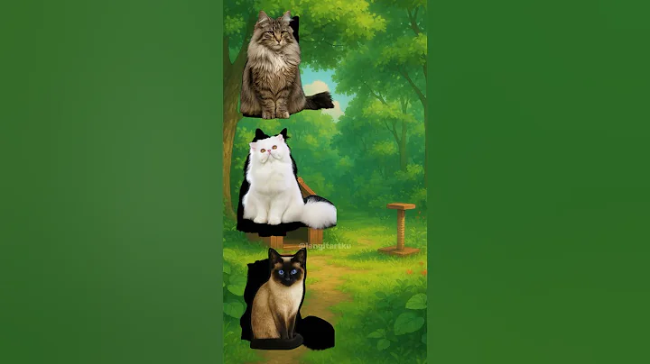 Video 10920551: siamese cat maine coon, maine coon cat animals, persian cat