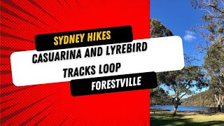 Casuarina and Lyrebird Tracks Loop (9.2km) in Forestville, NSW