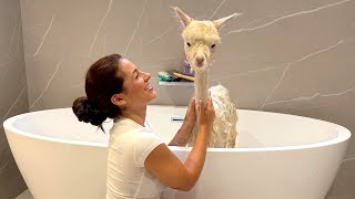 Primeiro Banho Da Zuzu, Não Esperavamos Por Isso