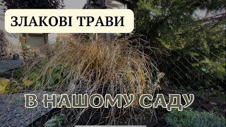 ПЛЮСИ І МІНУСИ ЗЛАКОВИХ ТРАВ🌾КОЛИ КРАЩЕ САДИТИ І ДОГЛЯД ЗА НИМИ🏡#злаки #садівництво