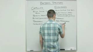 Bacterial Structure Part 3