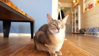 Aby , abyssinian by TOKYO CATS 74 views 1 year ago 3 minutes, 40 seconds