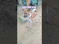 dog breaking|| dog sound|| morning sound