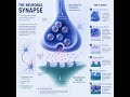 How Neuronal Communication Works With Synapse
