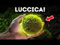 Perché il Muschio è il Supereroe del Mondo Vegetale