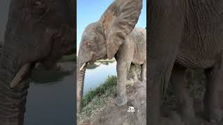 Download Lagu Albino Elephant Khanyisa walks with Adine to the homestead 🐘 MP3