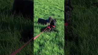 Skye Nervously Watches Another Dog, Shadow Couldnt Care Less -