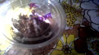 Tarantula transfer of slings