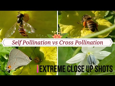 Self Pollination vs Cross Pollination