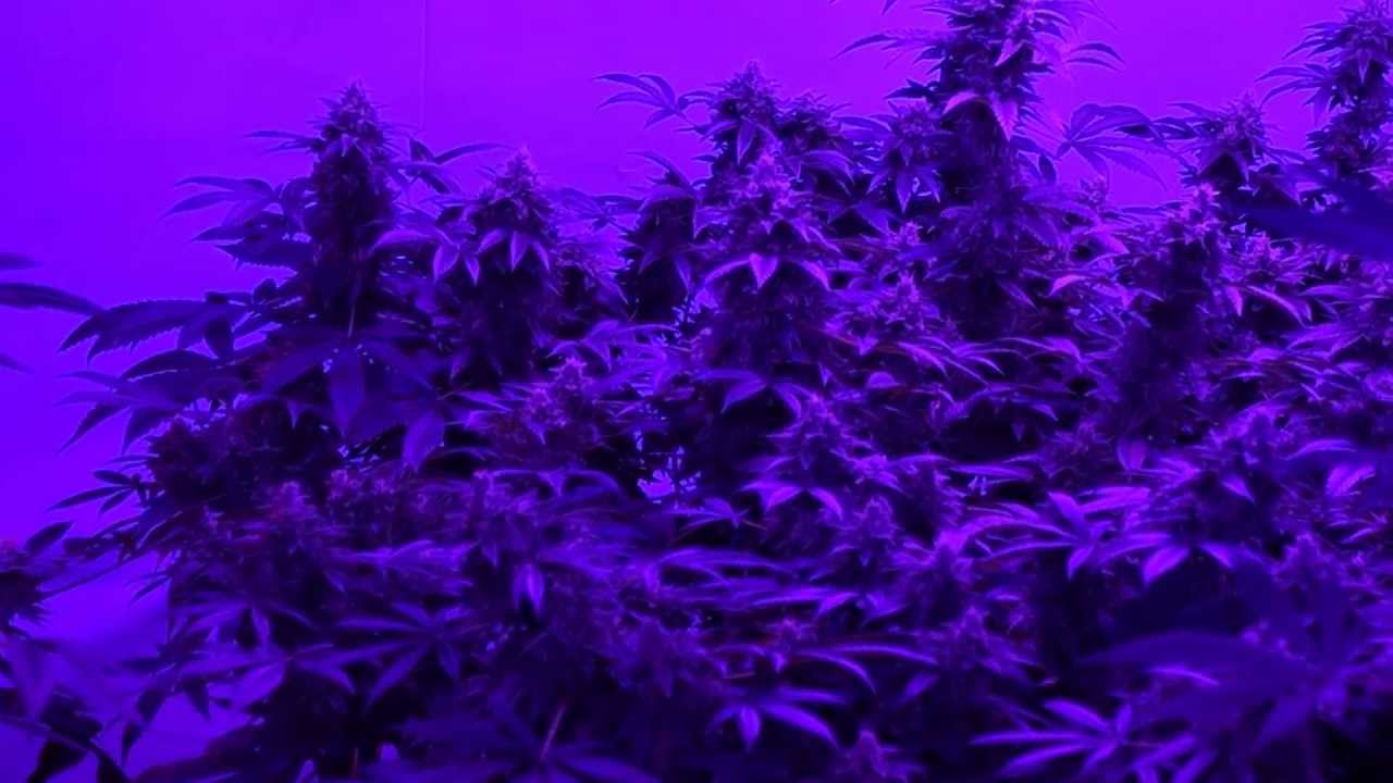 Kushington Farms April 2013 Lush Lighting Dominator room