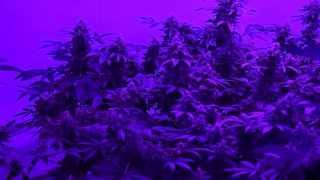 Kushington Farms April 2013 Lush Lighting Dominator room