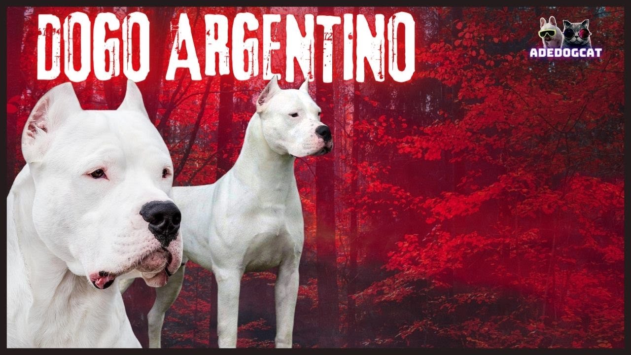 DOGO ARGENTINO O CÃO DE CAÇA, GUARDA, CÃO GUIA, O CAÇADOR SILENCIOSO | ADEDOGCAT