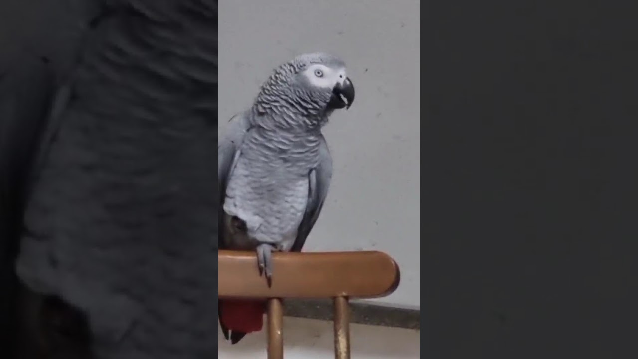 Орел прилетел! Печалью поделился с вами, печаль и ушла