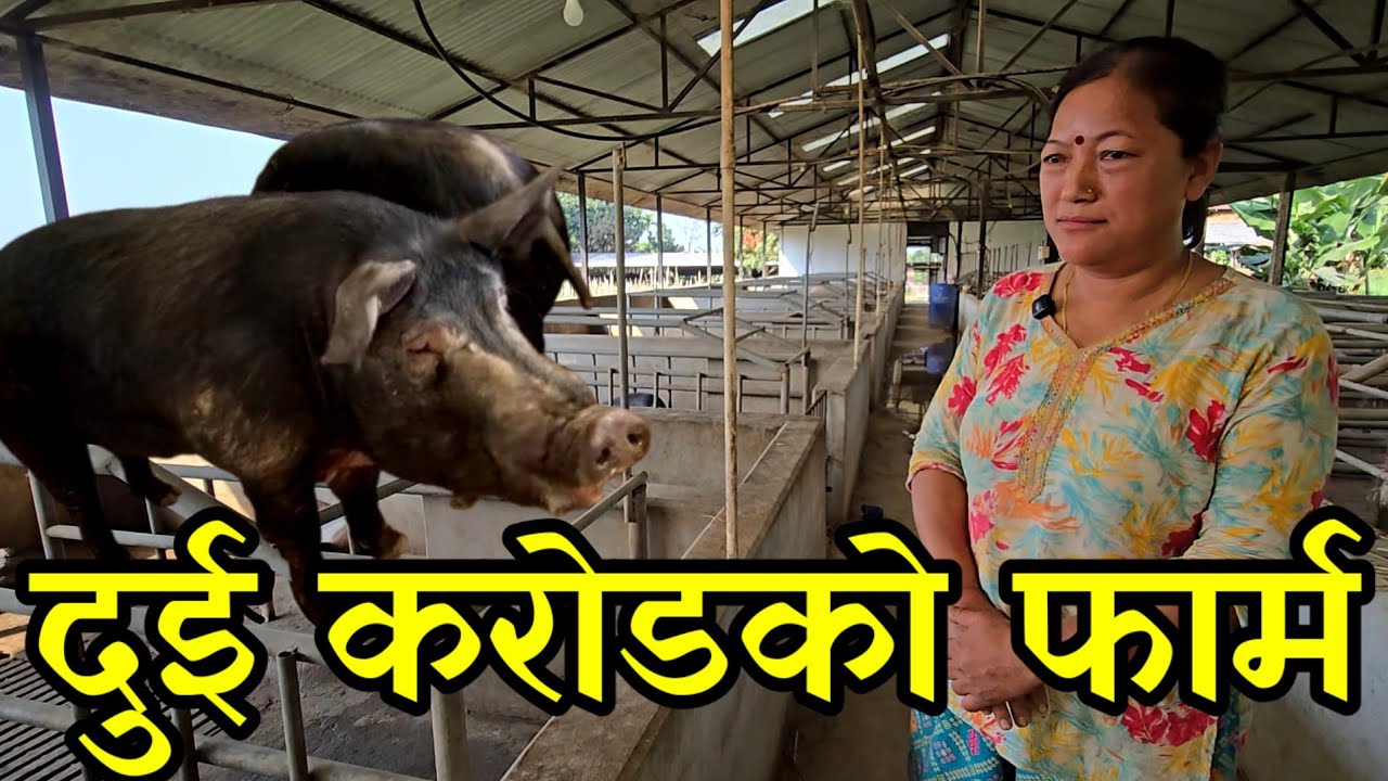 300 किलोको सुङ्गुर पाल्ने मगरनी दिदी,दुई करोडको बङ्गुर र गाई फार्म  nepali pig farmers 