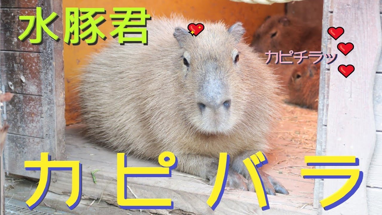 アヌイ 4 じっとしてるカピバラちゃんがめちゃくちゃカワイイ Cute Capybara Is Gazing Afar 彷彿按下暫停鍵的可愛水豚君 日語發音 卡匹巴拉 Youtube