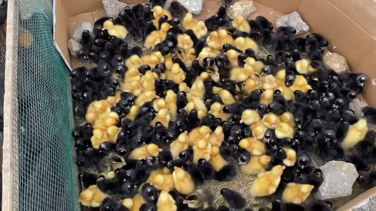 Bu Pazarı Görmeden Tavuk-Civciv almayın