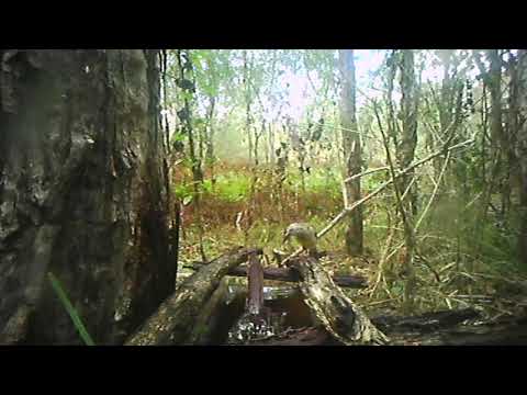 Spying On Birds Part B