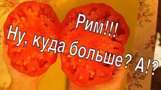 Томаты РИМ - огромные томатные стейки! До 1 кГ и более!! ТопСад