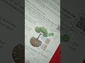 Xylem vs Phloem Full explanation 🔥