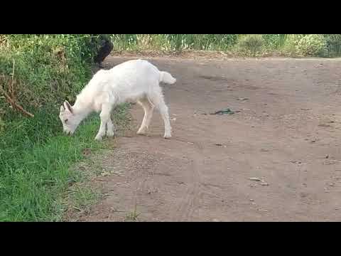 سخلان السعانين المولدين داخل السودان