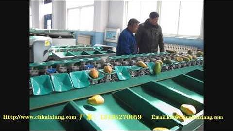 mango weight grader/fruit weight sorting machine/fruit grader