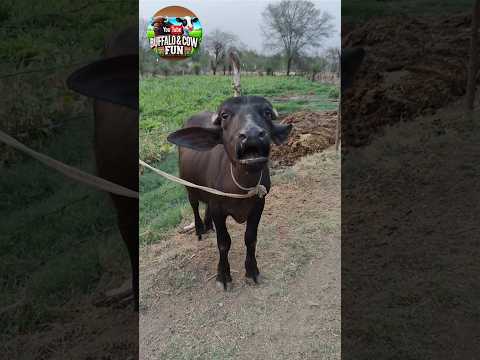 Buffalo Baby Voice Cutest Animal Sound Ever Village Sound Buffalo Cow Animalsounds Animals