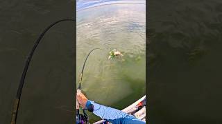 FLIPPING MATS for MONSTER FISH (not bass 👀) #fishing #shorts #outdoors