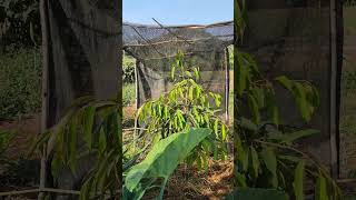 durien grow healthy under shady