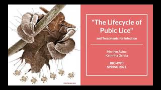 The Lifecycle Of Pubic Lice And Treatments For Infection Bio 4990 Spring 2021