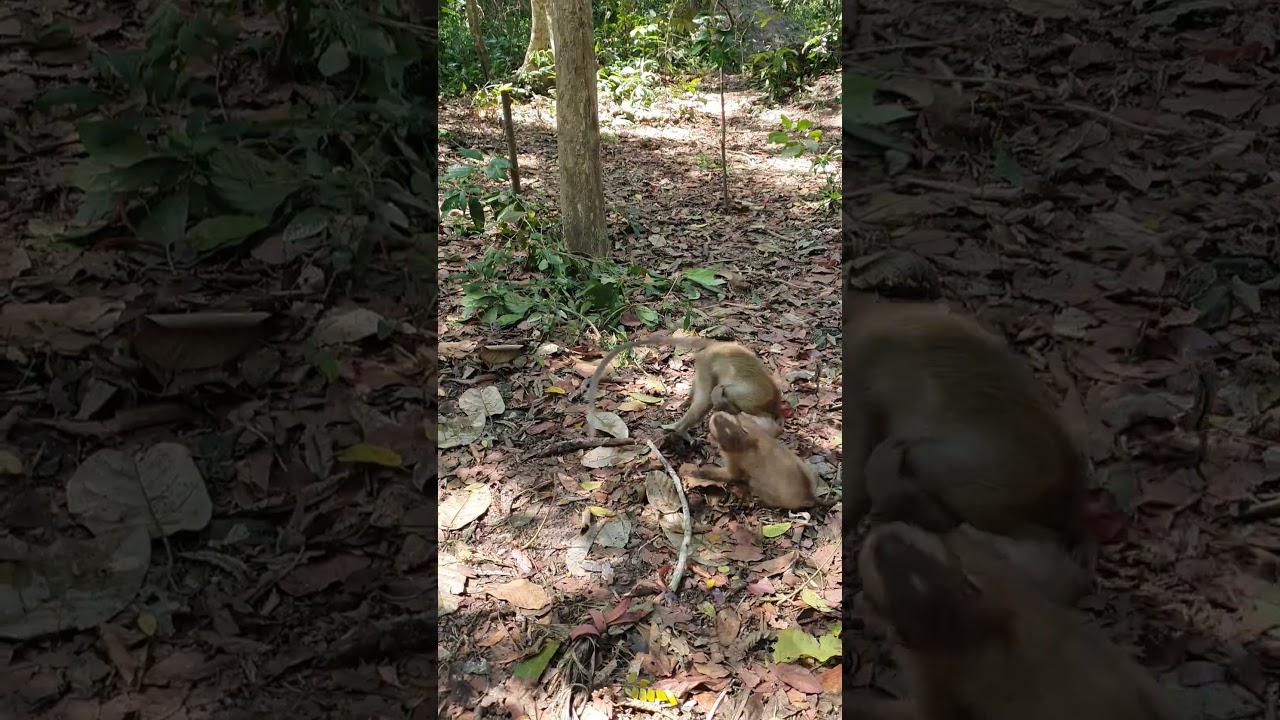 Wild monkey relaxing time 