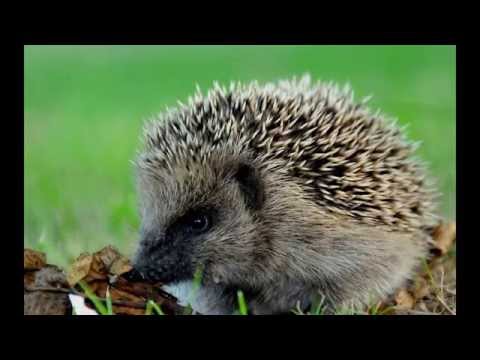 Top 10 Peculiar Pets