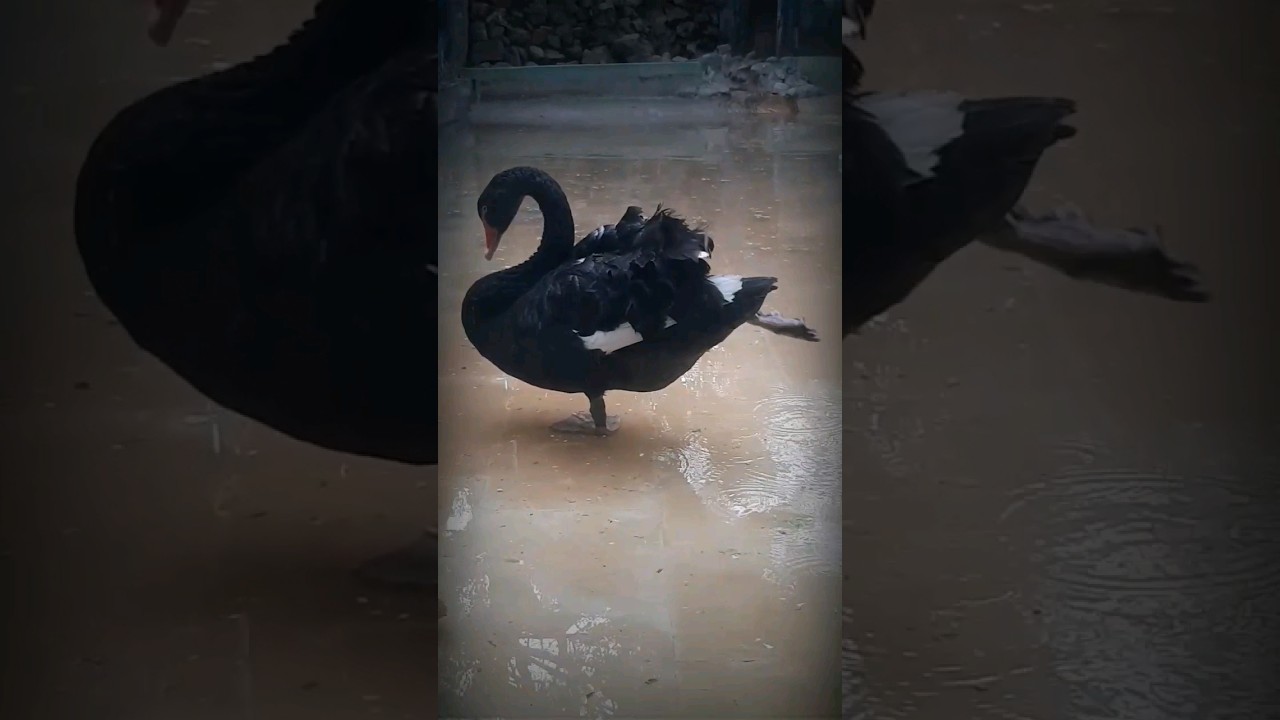 "The Art of Standing on One Leg: Duck Behavior"