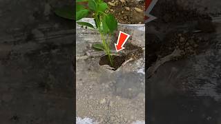 The Most Satisfying Automatic Way to Plant Seedlings!