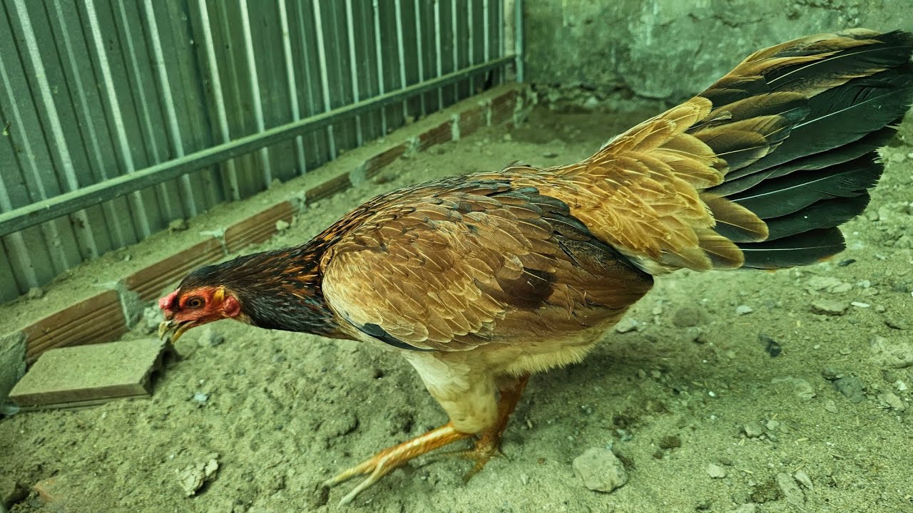 22/2.Khai trương đầu năm top8 mái sinh viên.@393/330/171.zl+sdt.