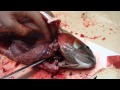 大きなニジマス(メス)のお腹を開いてみたら...