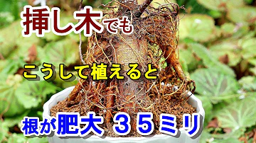 Download 尖閣ガジュマル Mp4 Mp3 Download 尖閣ガジュマル Mp4 Mp3