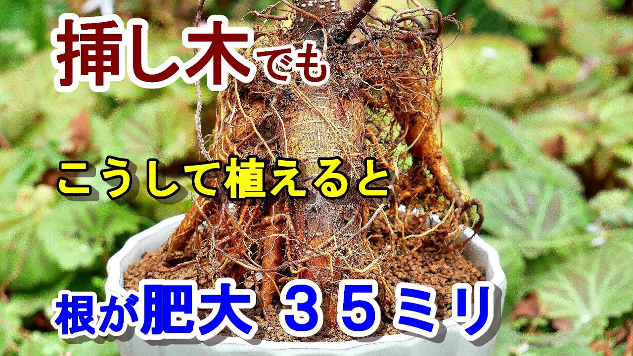 挿し木ガジュマルの根が肥大 ３５ミリ 編 Youtube