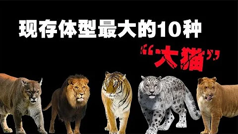 The 10 largest cats in existence, do you think lions and tigers are the biggest? - 天天要聞