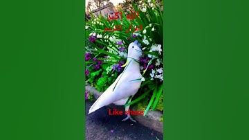 #القران_الكريم #تلاوه_خاشعه #قال رب انیی ظلمت نفسی #الشيخ محمود الشحات #duet #foryou