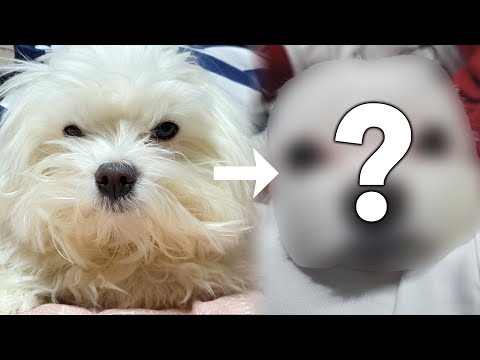 강아지 털 다이어트 하고 왔습니다